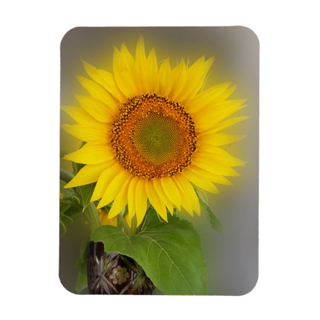 en glödande solros magnet (Vertikal)