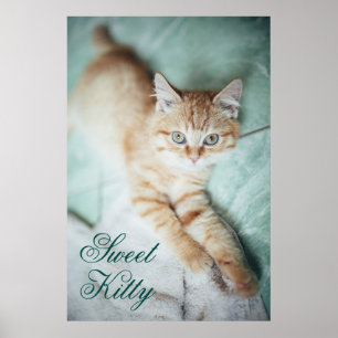 En Golden Färg Kitten Ljuger ner Poster