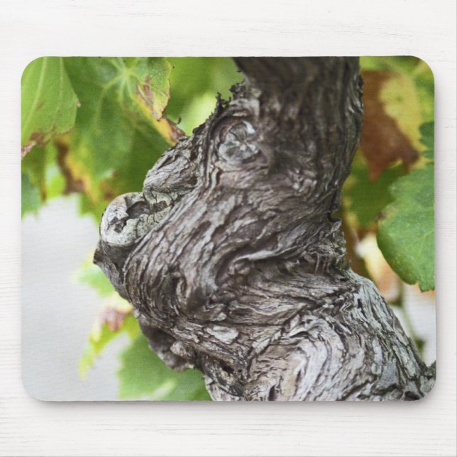 En gren av en mycket gammal vindruv med gnagare musmatta (Framsidan)