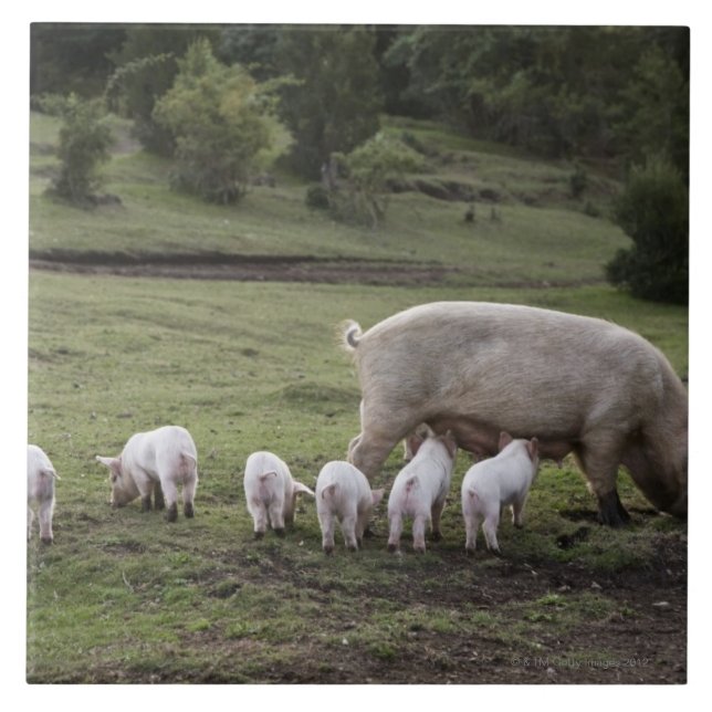 En gris med piglets i ett fält kakelplatta (Framsidan)