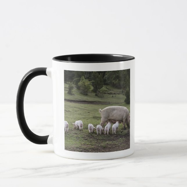 En gris med piglets i ett fält mugg (Vänster)