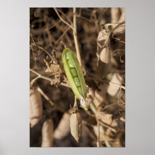 En grön ärtapod på en torkad ärtapodväxt poster