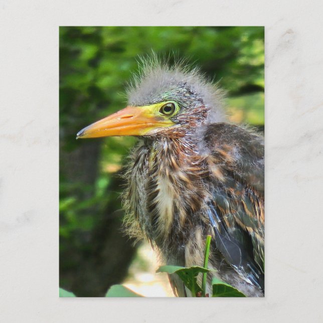 En grönt i baby helg vykort (Framsida)