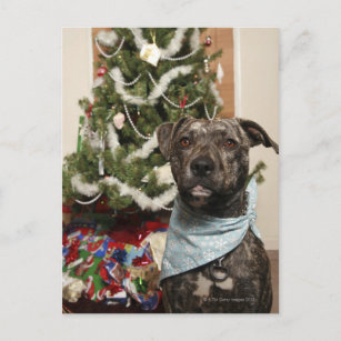 En groptjur som poserar för en julstående helg vykort