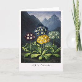 En grupp Auriculas — Modern botanisk tolkning Kort
