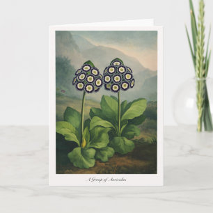 En grupp Auriculas — Modern botanisk tolkning Kort