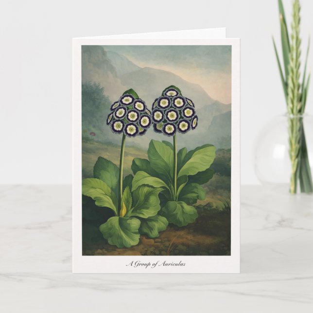 En grupp Auriculas — Modern botanisk tolkning Kort (Framsida)
