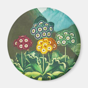 En grupp av Auriculas Magnet