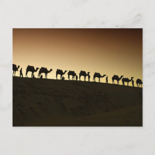 En grupp av kamelherders med deras kamel på vykort
