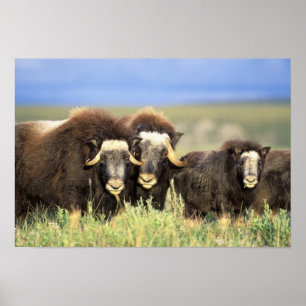 En grupp av muskoxen bläddrande på pilshruber på poster