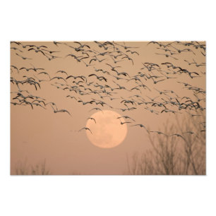 En grupp flyttande snögäss, Grus Fototryck