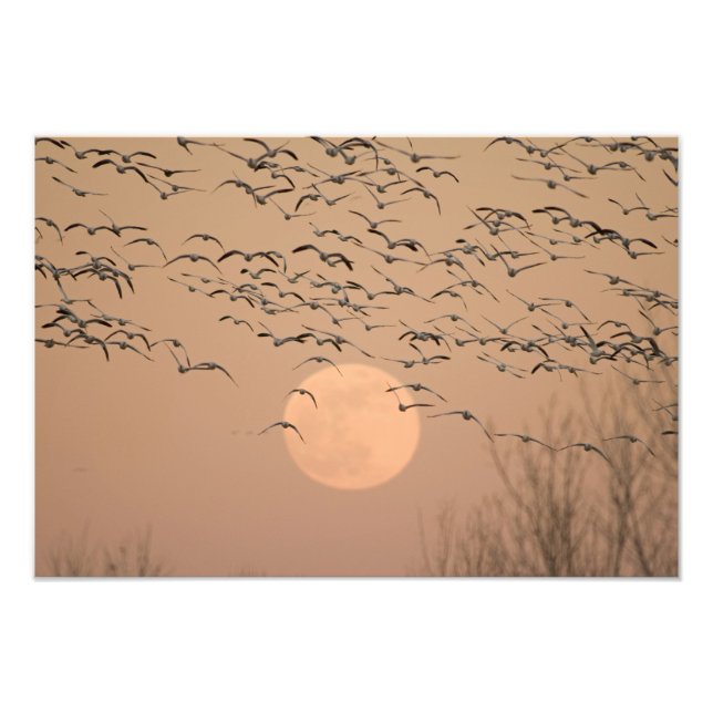 En grupp flyttande snögäss, Grus Fototryck (Framsidan)