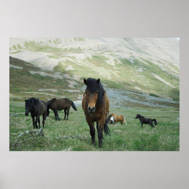 EN GRUPP HÄSTAR PÅ EN MOUNTAIN PASTURE POSTER (Framsidan)