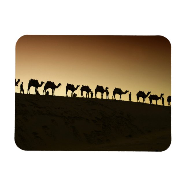 En grupp kamelherdar med sina kameler magnet (Horisontell)