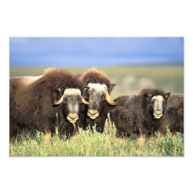 En grupp med muskoxen-bläddring på shruber med val fototryck (Framsidan)