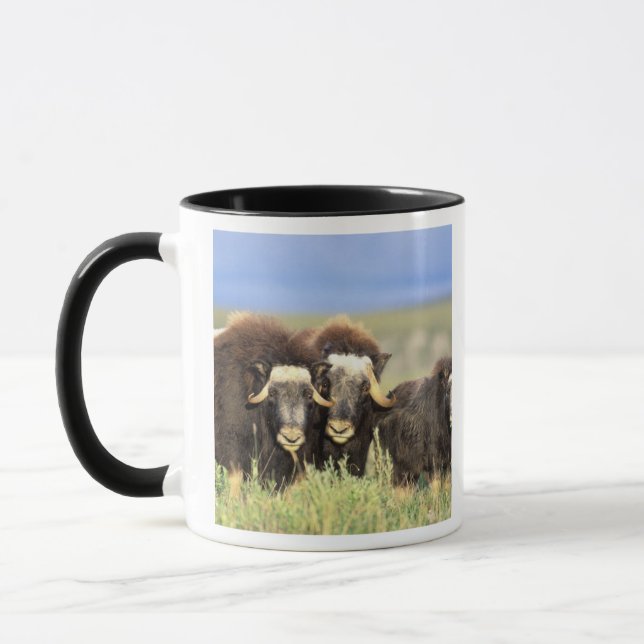 En grupp med muskoxen-bläddring på shruber med val mugg (Vänster)