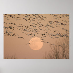 En grupp migrerande gäss från snö, Grus Poster