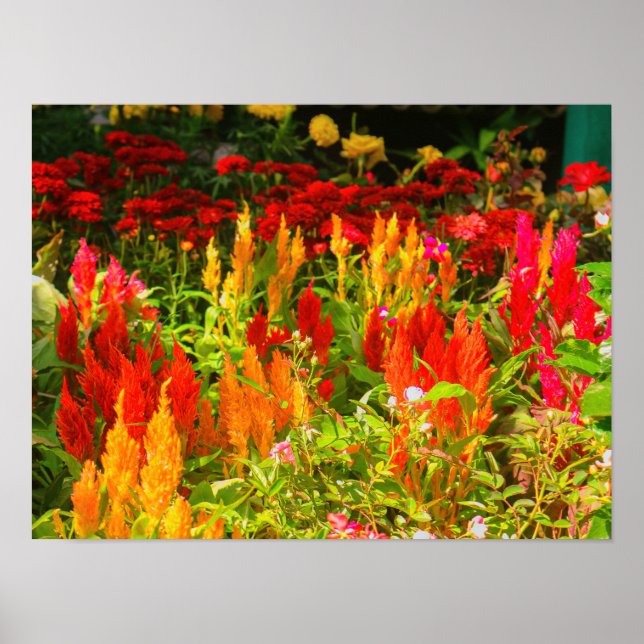 En grupp prins of Wales Feathers Poster (Framsidan)