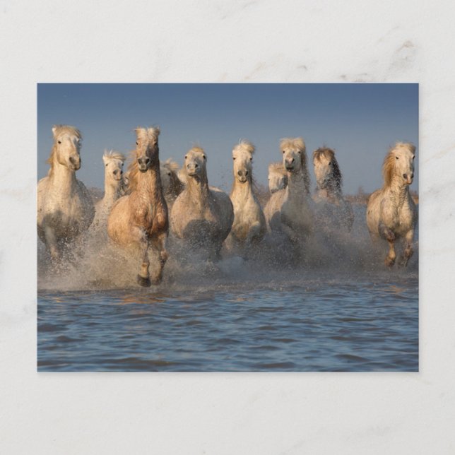 En grupp vita hästar i Camargue Vykort (Framsida)