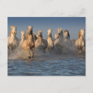 En grupp vita hästar i Camargue Vykort
