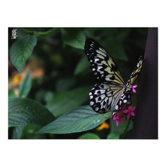 En gul fjäril på rosa blommor fototryck (Framsidan)