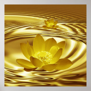 En guld- lotusblommablomma och reflexioner poster