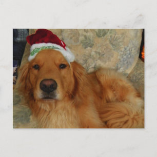 En guld- Retriever på jul med den Santa hatten Helg Vykort