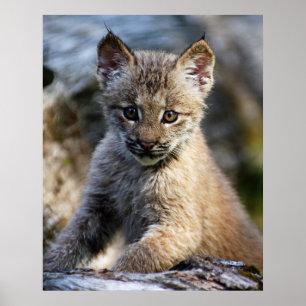 En gullig lite kanadensisk lodjurkattunge poster