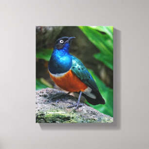En häftig afrikansk superb Starling Canvastryck