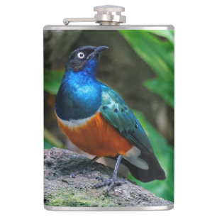 En häftig afrikansk superb Starling Fickplunta