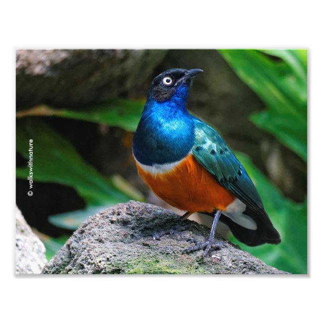 En häftig afrikansk superb Starling Fototryck (Framsidan)