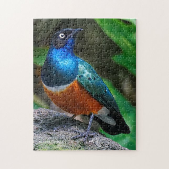 En häftig afrikansk superb Starling Pussel (Vertikal)
