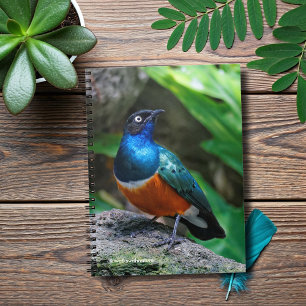 En häftig afrikansk superb Starling Songbird Anteckningsbok Med Spiral