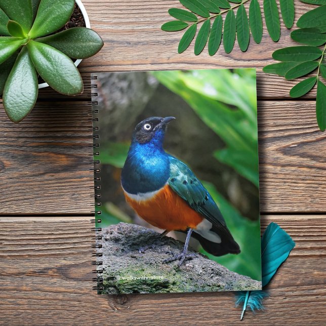 En häftig afrikansk superb Starling Songbird Anteckningsbok Med Spiral (African Super Starling on a Rock Journal Cover Photo)