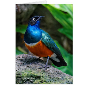En häftig afrikansk superb Starling Songbird Hälsningskort
