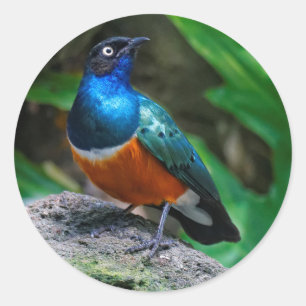 En häftig afrikansk superb Starling Songbird Runt Klistermärke