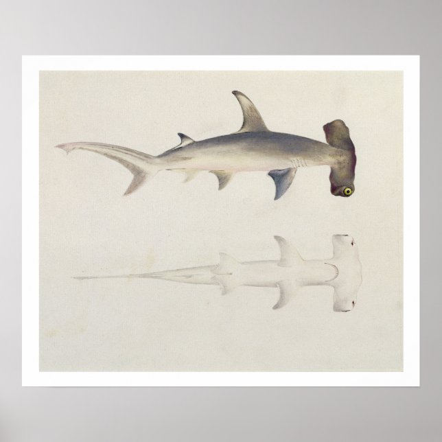 En Hammer-head Shark, Loheia, tidigare tilldelad Poster (Framsidan)
