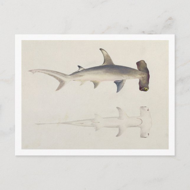 En Hammer-head Shark, Loheia, tidigare tilldelad Vykort (Framsida)