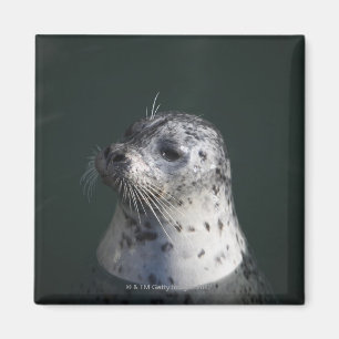 En hamn förseglar magnet