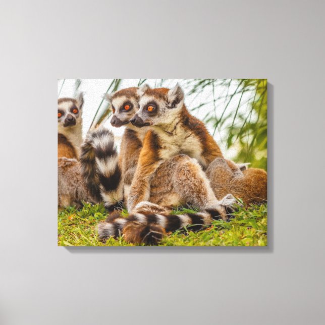 en hanlemur kramar sin hona på sträckt duk canvastryck (Framsida)