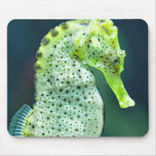 En härlig Knysna Seahorse Musmatta