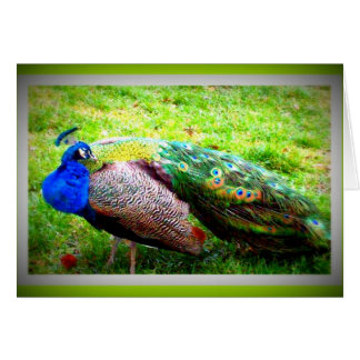 En härlig påfågel hälsningskort