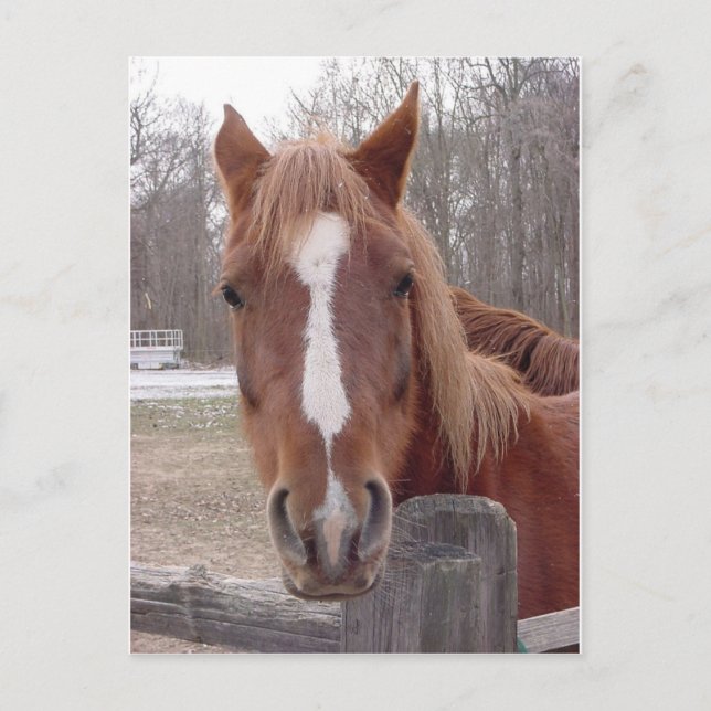 En häst, förstås vykort (Framsida)