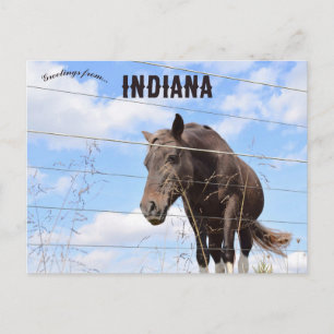 En häst i Columbus Indiana Vykort