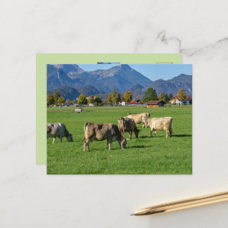 En hjord kor i Allgäu, Bayern, Tyskland Vykort