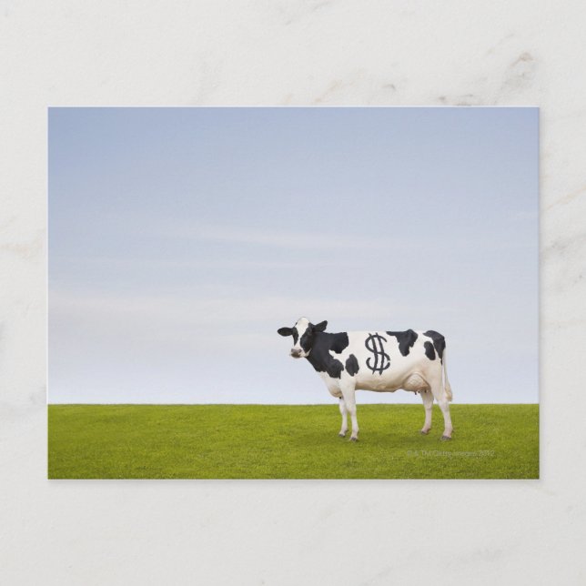 En Holstein Dairy-ko med fläckar i form av Vykort (Framsida)
