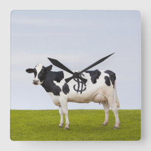 En Holstein mejeriko med fläckar i forma av Fyrkantig Klocka