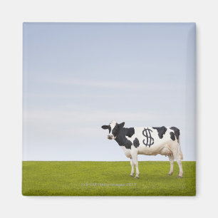 En Holstein mejeriko med fläckar i forma av Magnet