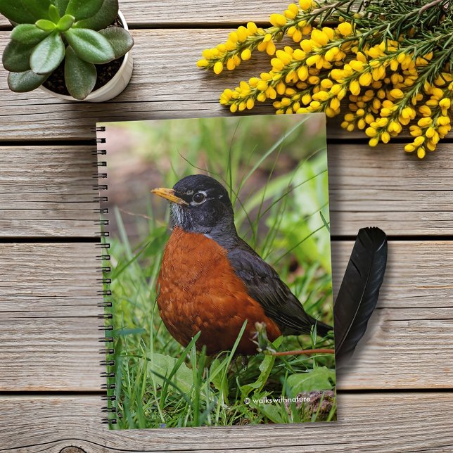 En hoppfull amerikansk Robin Anteckningsbok Med Spiral (Hopeful American Robin in the Grass Journal Cover Photo)