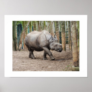En hornhino poster